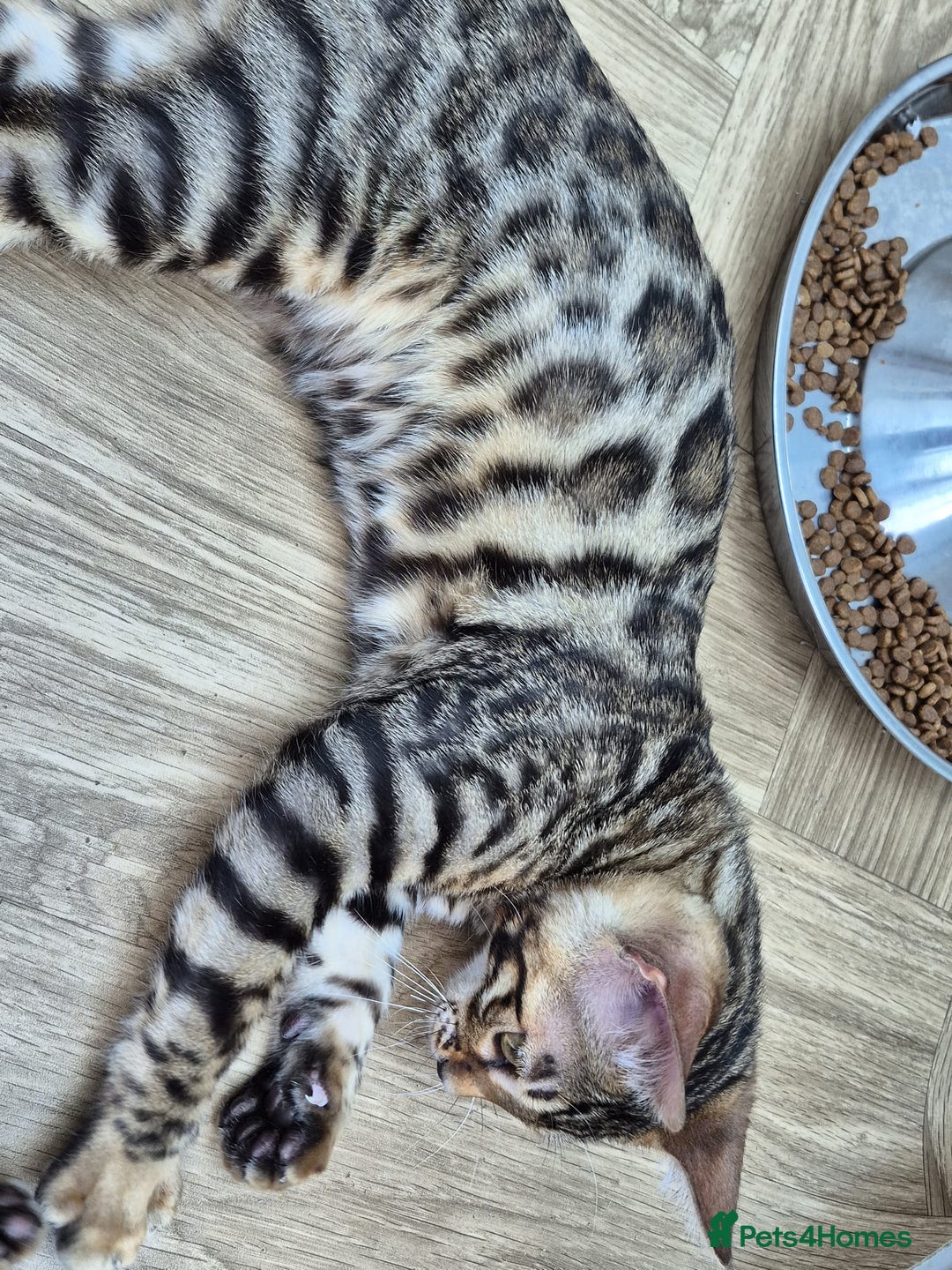 Bengal cats for sale: Bengal boy - Image 12