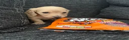 Miniature Dachshund dogs for sale: Cream long haired mini dachshund puppies - Advert 4