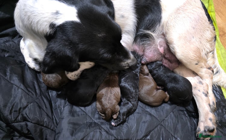 Mixed Breed dogs - Advert 3