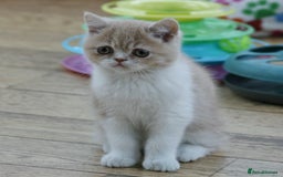 Exotic cats for sale: Exotic pedigree kittens  - Image 13