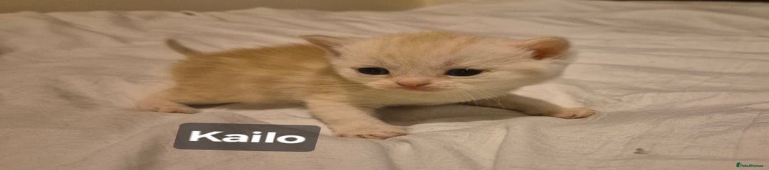 British Shorthair Kitten 3
