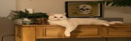 Mixed Breed cats for sale: Beautiful cats that need a new home in Dudley - Advert 1