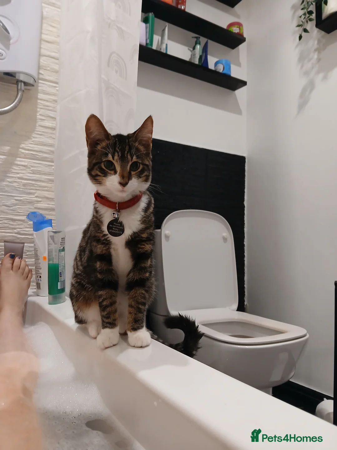 Domestic Shorthair cats for sale: Two blue eyed boys looking for special homes - Advert 2