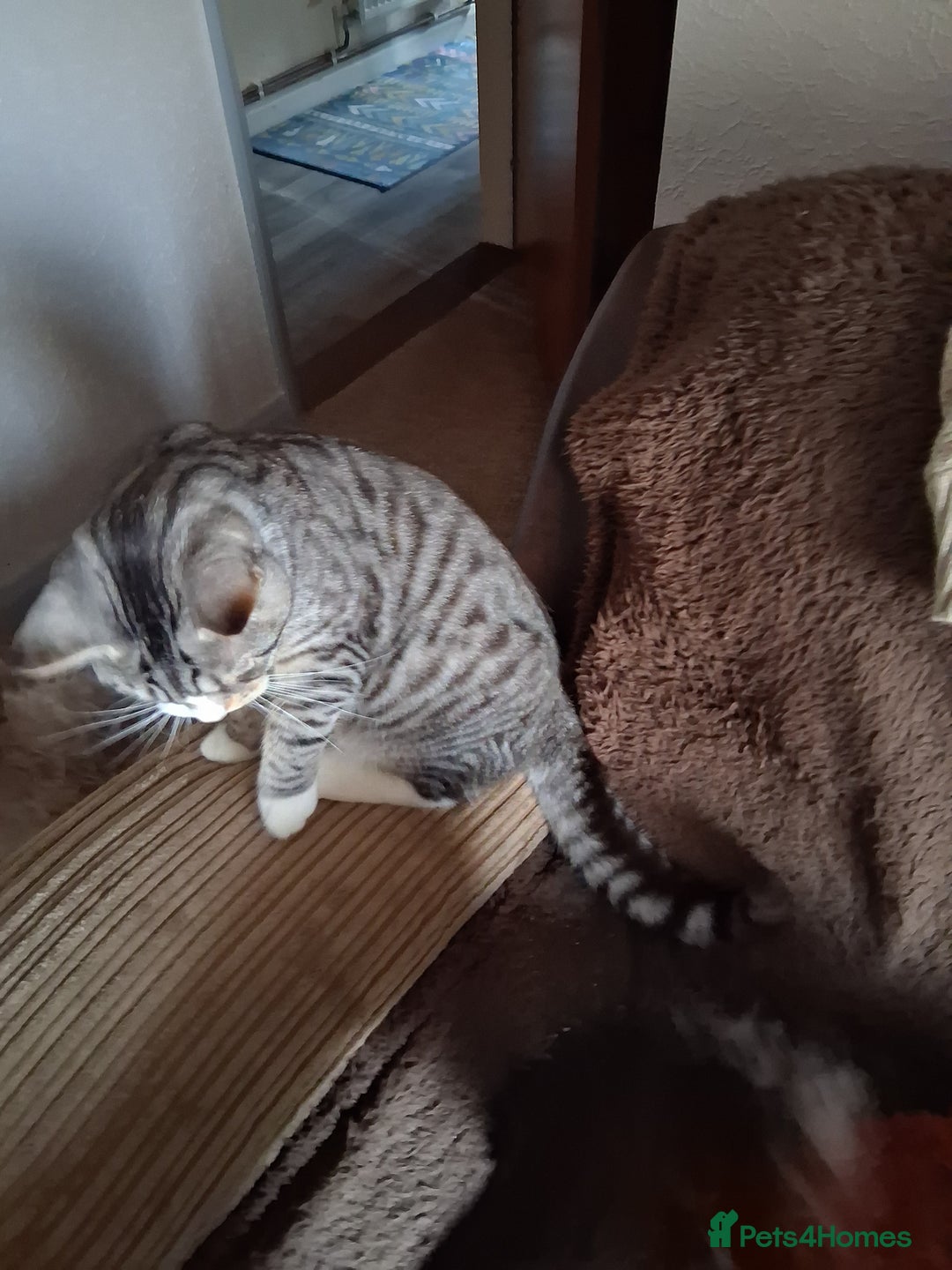 Mixed Breed cats for sale: Male kitten - Advert 2