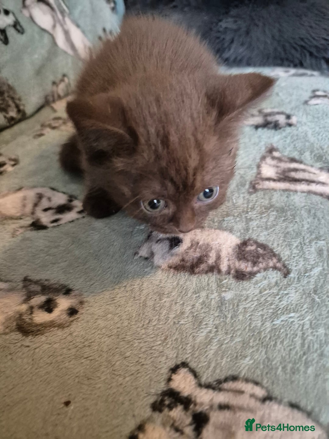 Selkirk Rex cats for sale: Pedigree selkirk rex girls non curly - Advert 10