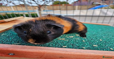 Guinea Pig rodents - Advert 4