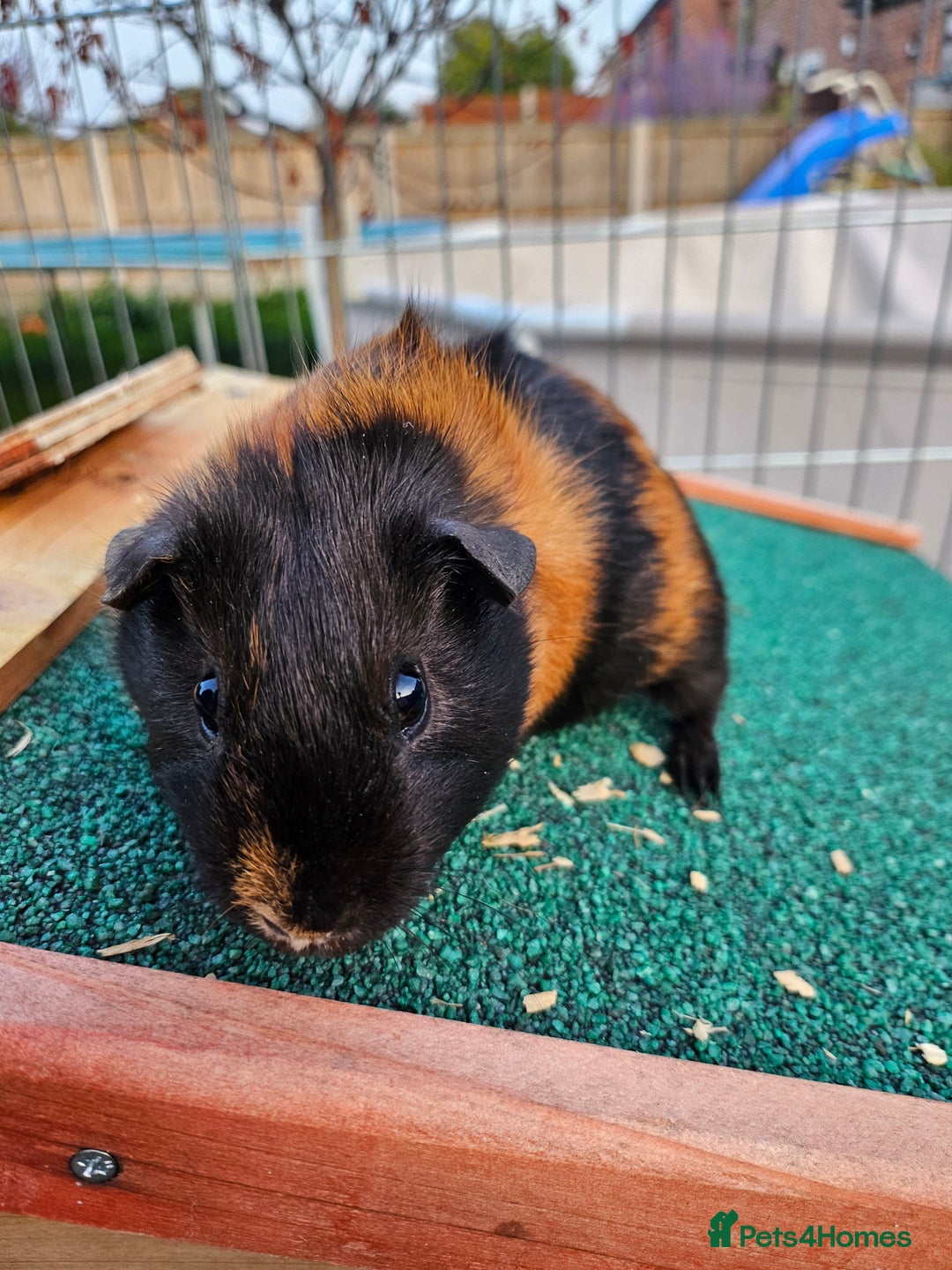 Guinea Pig rodents for sale: 3 guinea pigs for sale - Image 2
