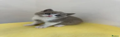 British Shorthair Thor 