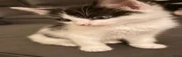 Domestic Shorthair cats for sale: 4 kittens in Telford - Advert 3