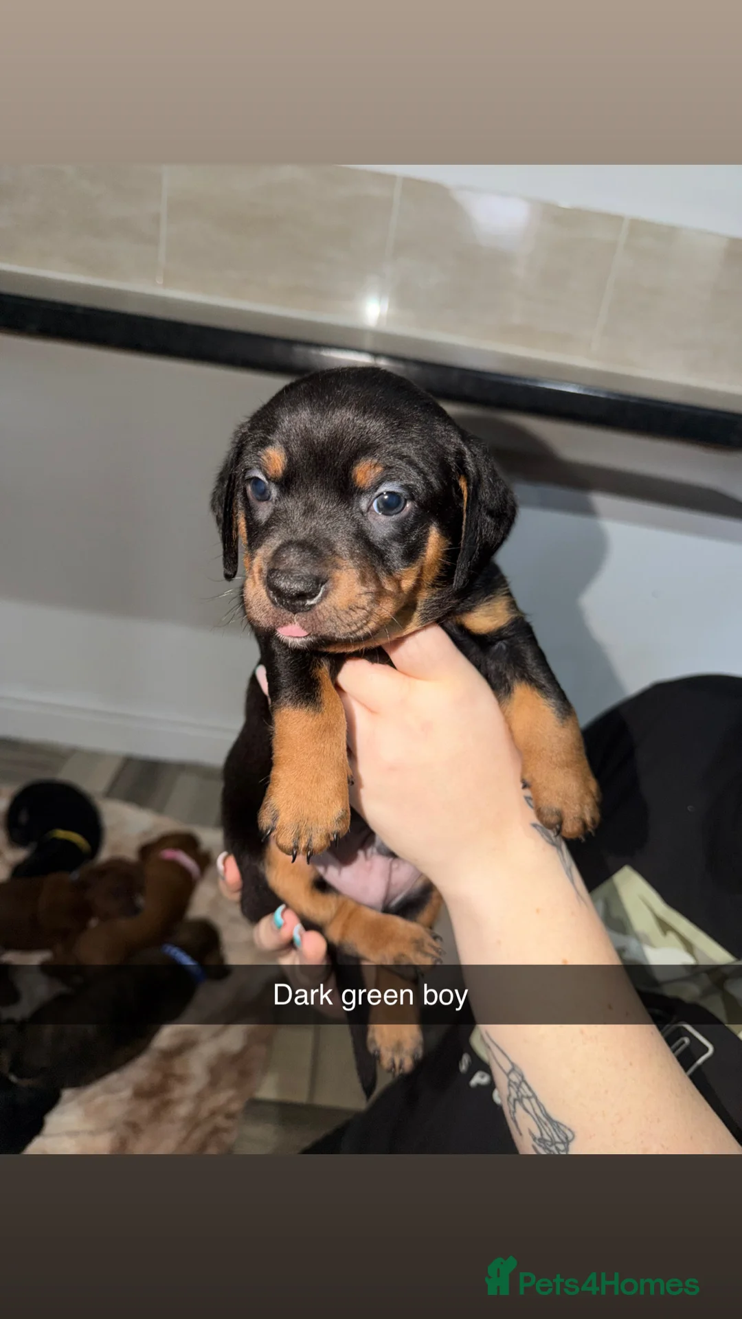 Mixed Breed dogs for sale: Staffy/miniature dachshund pups  - Advert 3