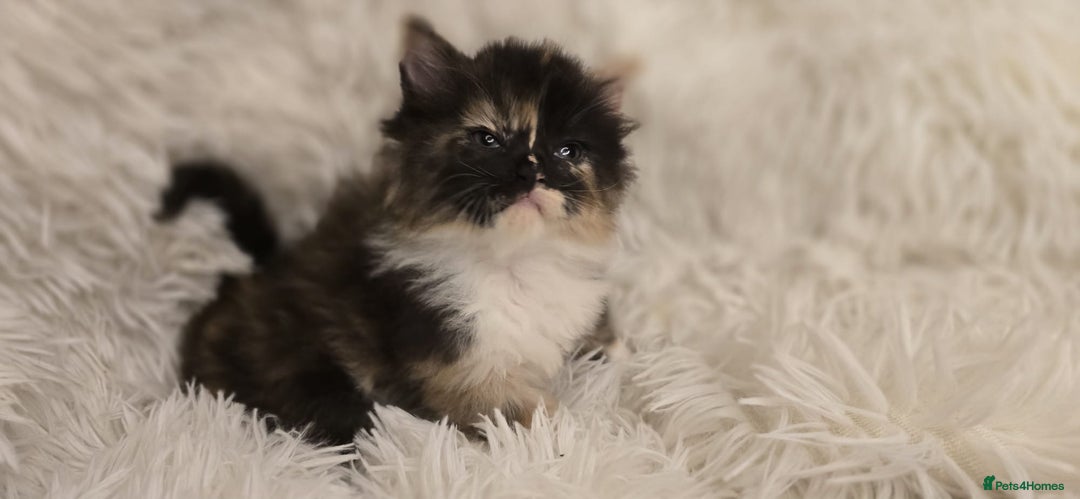 Maine Coon cats for sale: Beautiful Maincoon babys - Image 7