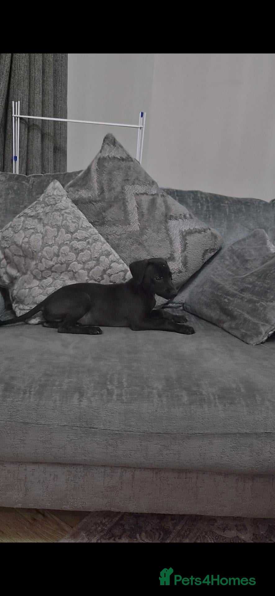 Mixed Breed dogs Beautiful Bedlington whippet puppies  - Advert 16