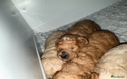 Poochon dogs for sale: Toy Poochons  - Advert 3