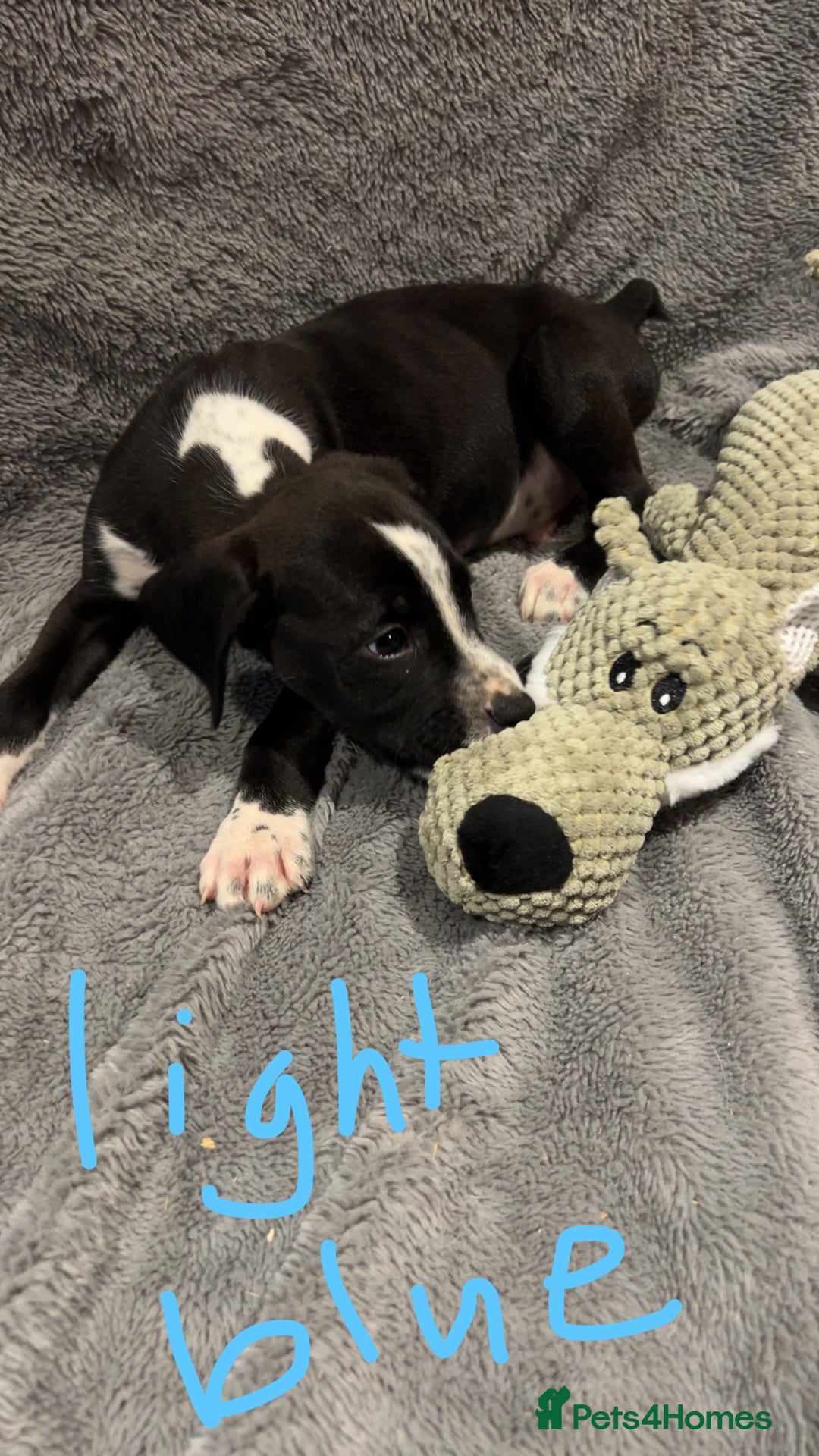 Mixed Breed dogs for sale: Dalmatianxboxer puppies  - Image 27