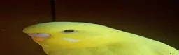 Budgerigars birds for sale: Young budgerigars  - Advert 3