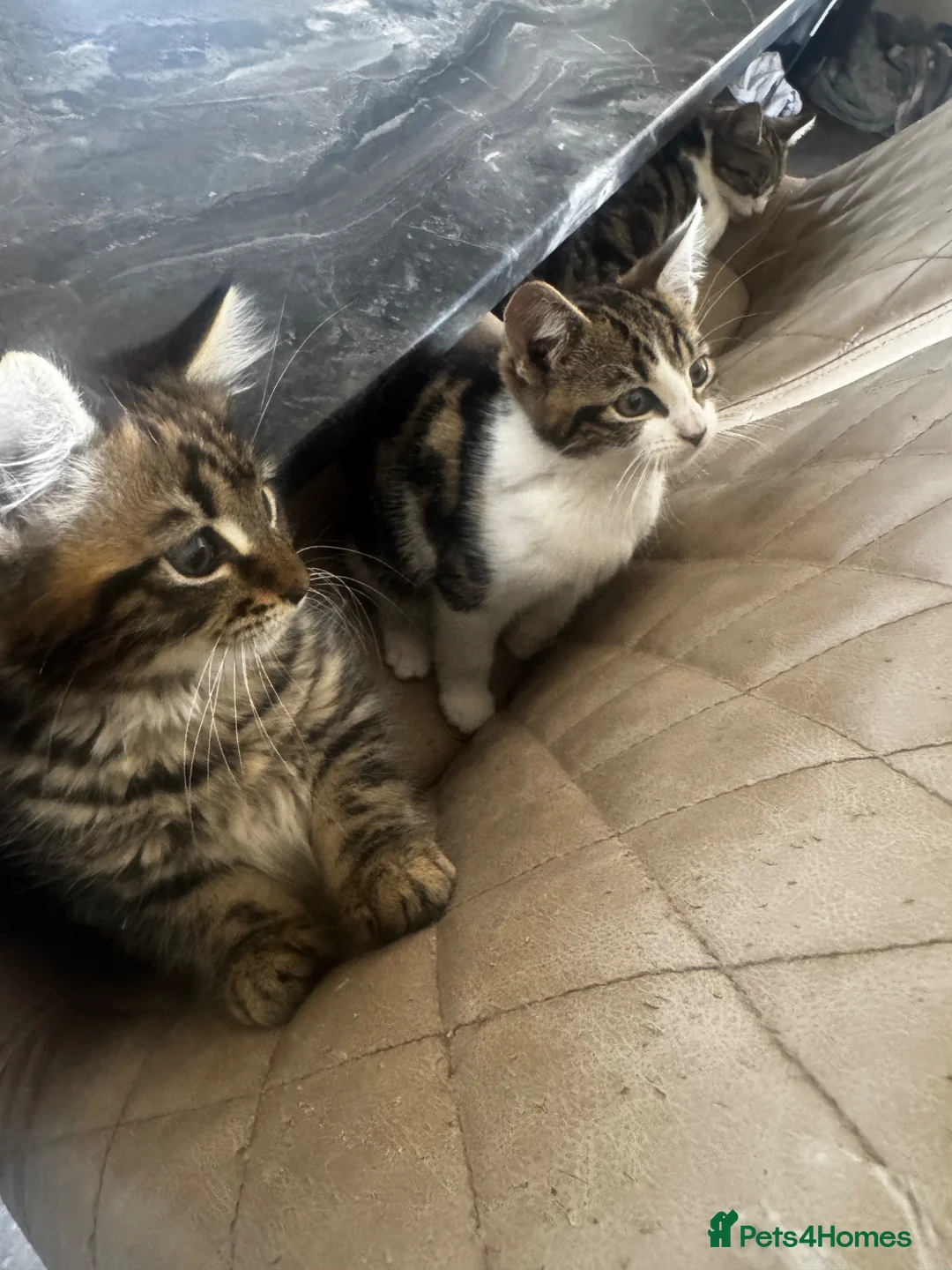 Mixed Breed cats for sale: 2 Male mixed breeds  - Advert 2