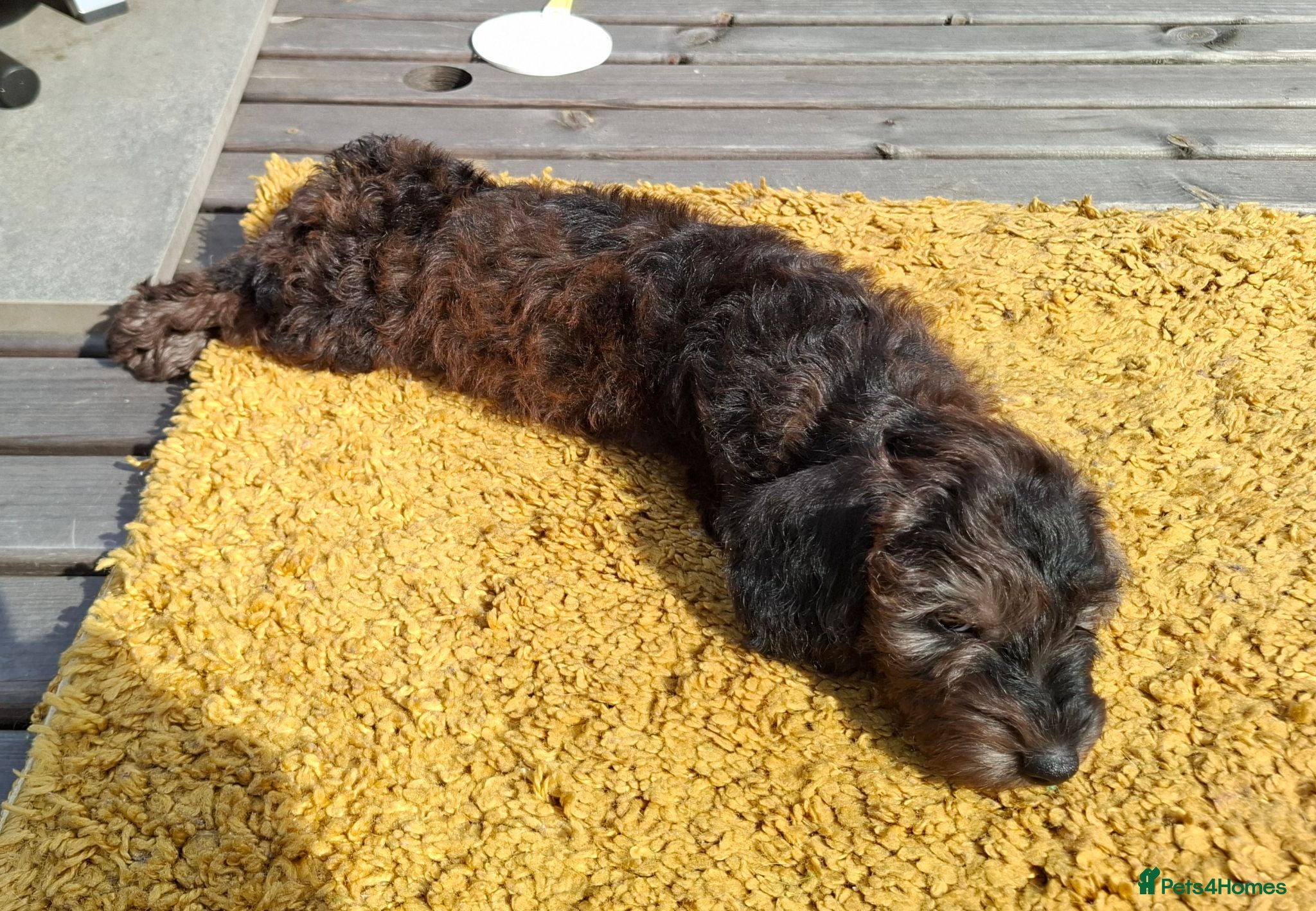 Miniature Dachshund dogs Last little boy! Gorgeous Mini Daxi-Doodle pup - Advert 16