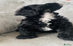 Cockapoo dogs for sale: Beautiful Black Cockapoo Puppies  - Image 6