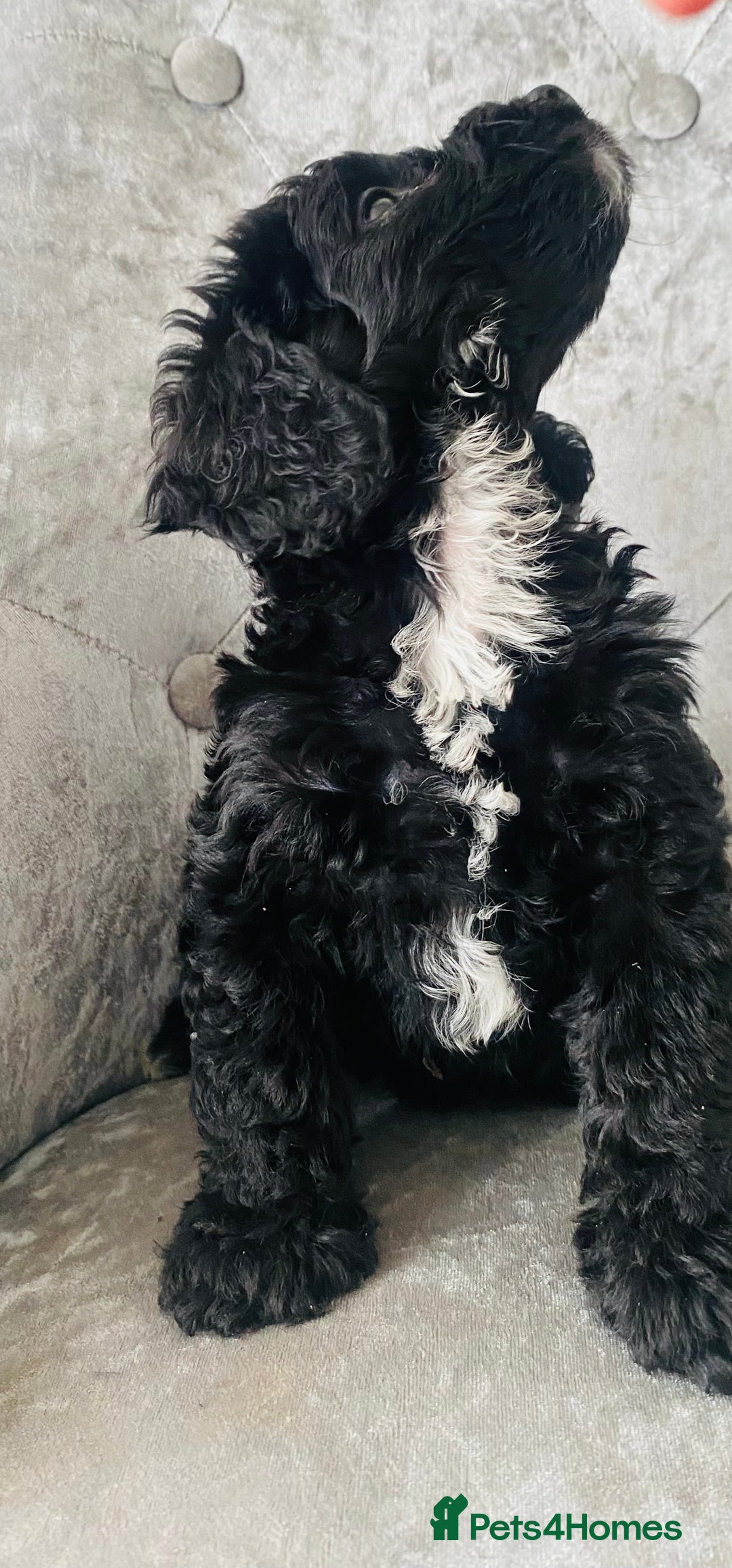 Cockapoo dogs for sale: Beautiful Black Cockapoo Puppies  - Image 6