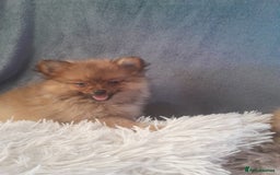 Pomeranian dogs for sale: Pomeranian puppies - Image 7