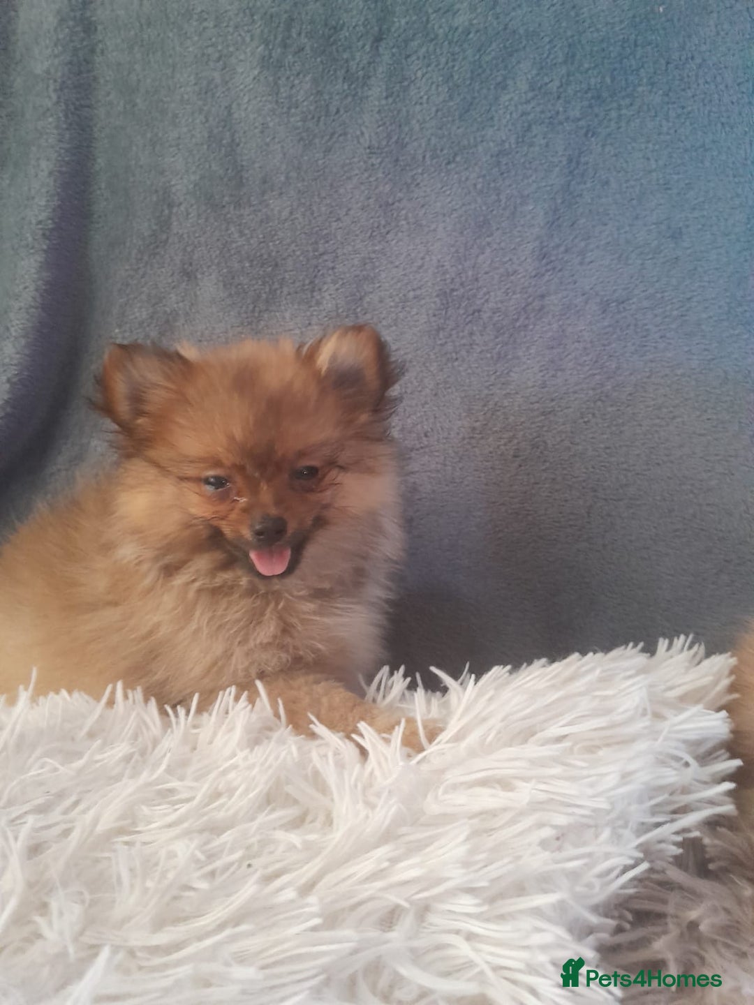 Pomeranian dogs for sale: Pomeranian puppies - Image 7