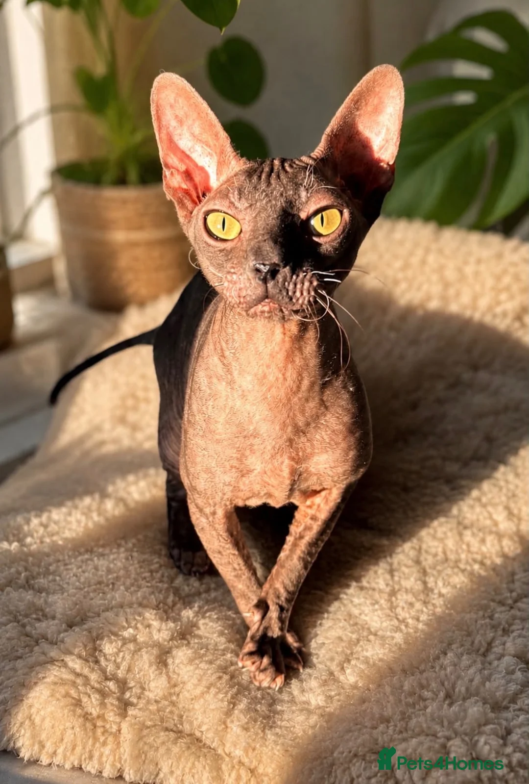 Cornish Rex cats for sale: Stunning Black Female Cornish Rex  in Leicester - Advert 5