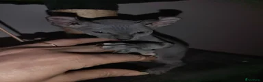 Sphynx Kitten 2