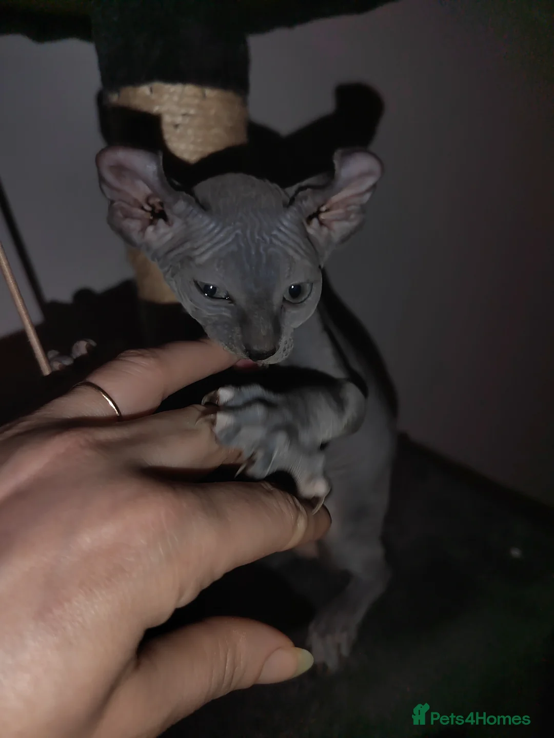 Sphynx cats for sale: Pair of Silver-Blue Elf Sphynx  - Advert 18