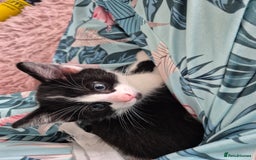 Ragdoll cats for sale: Mum is half rag doll  - Advert 7