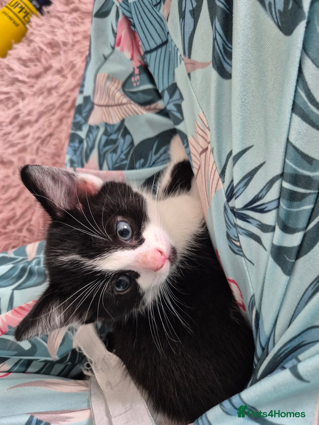 Ragdoll cats for sale: Mum is half rag doll  - Advert 7