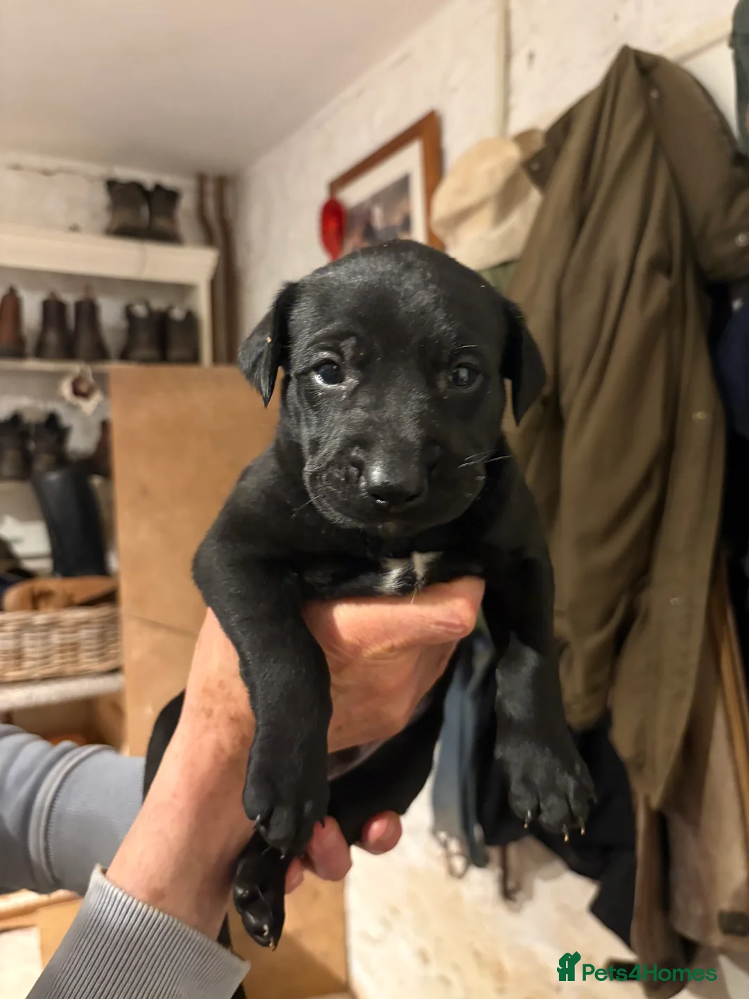 Mixed Breed dogs for sale: Whippet x Bedlington x Huntaway - Advert 13