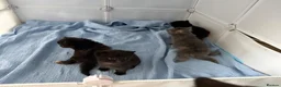 Mixed Breed cats for sale: 4 beautiful kittens for sale  - Advert 16