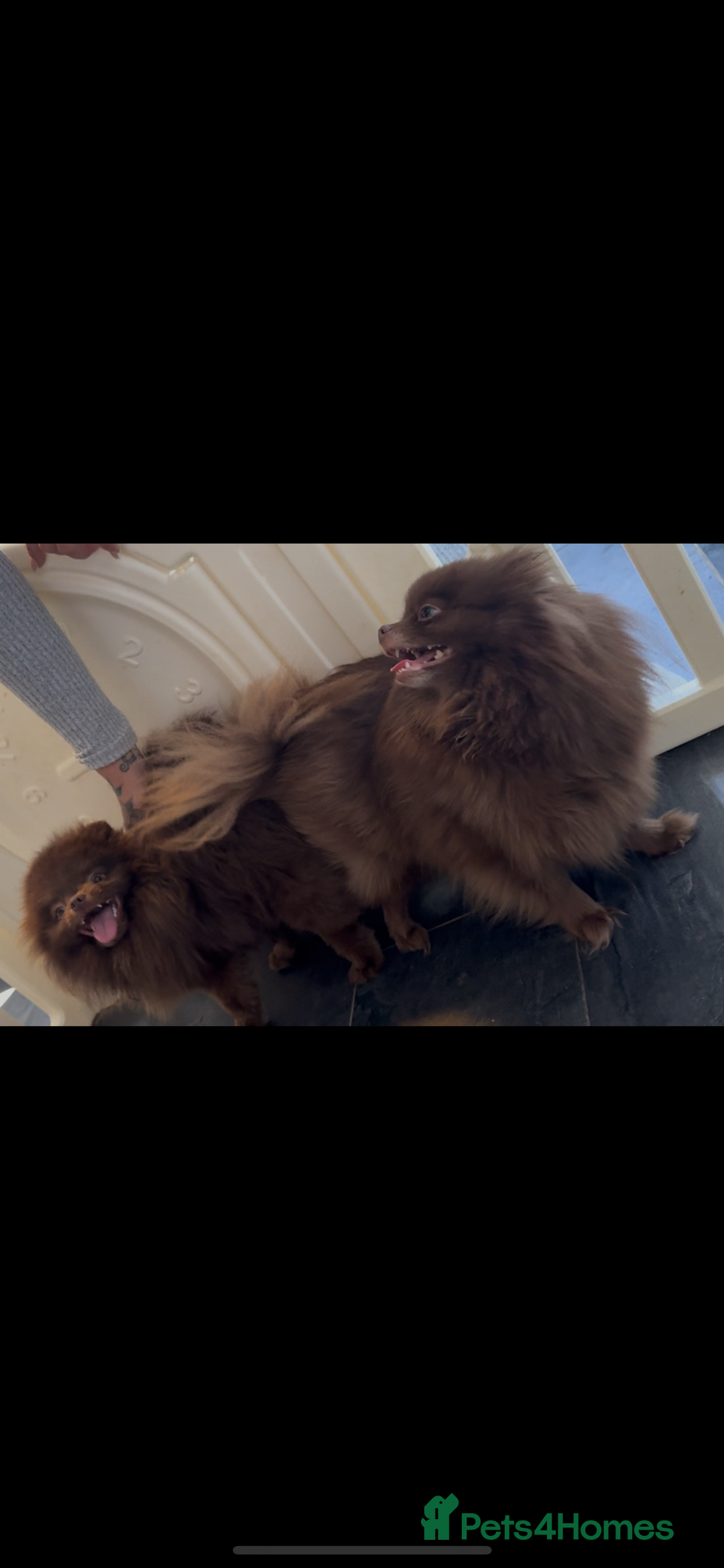 Pomeranian dogs for sale: Pomeranian puppy 🐶  - Image 10