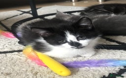 Mixed Breed cats for sale: 1 Cute kitten for sale  "" Price drop " - Image 2