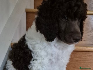 Standard Poodle dogs KC Reg Chocolate parti Standard Poodle puppies - Advert 8