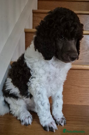 Standard Poodle dogs - Advert 13