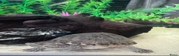 Turtle reptiles for sale: Two Common Musk Turtles  - Advert 1