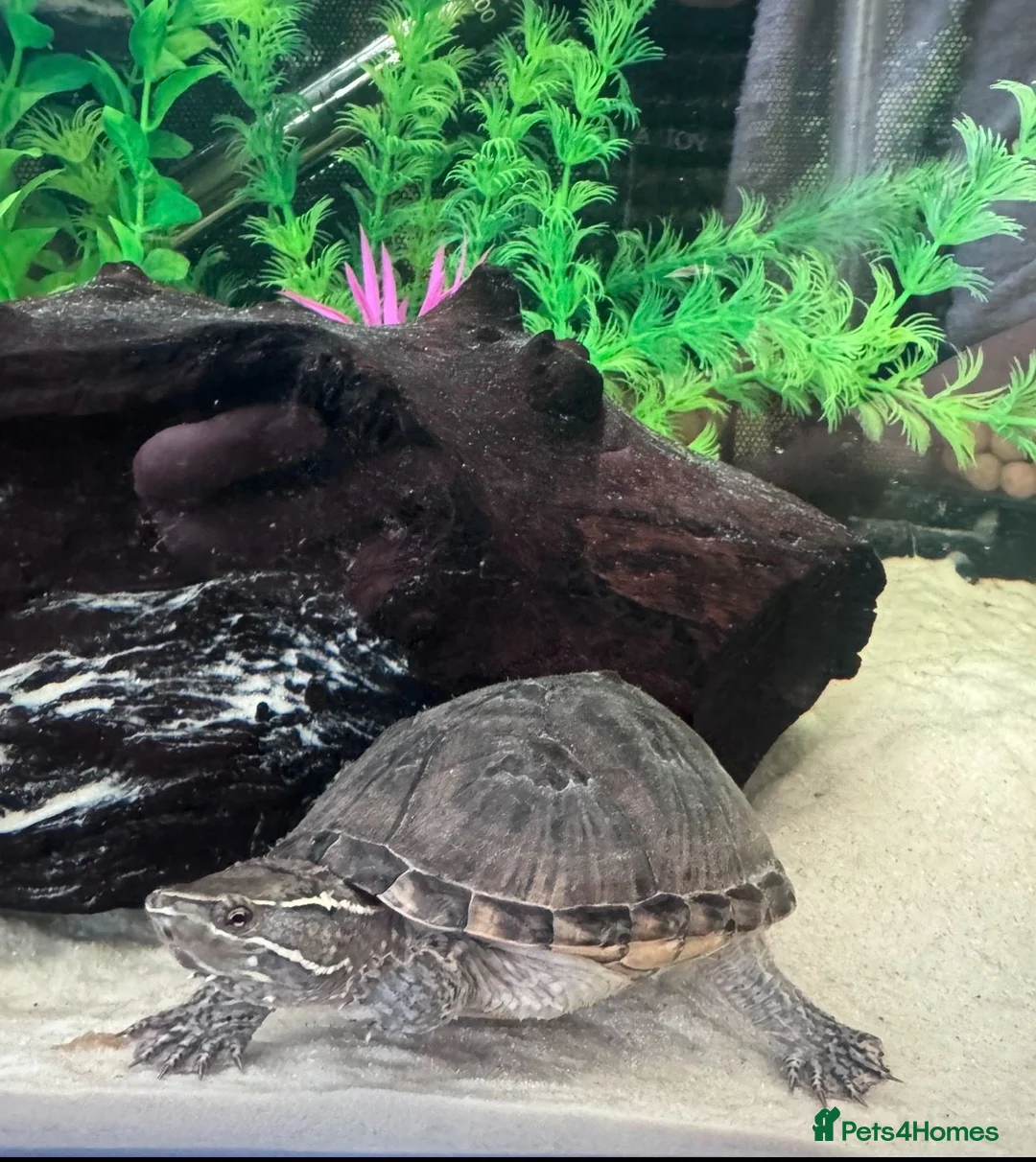 Turtle reptiles for sale: Two Common Musk Turtles  - Advert 1