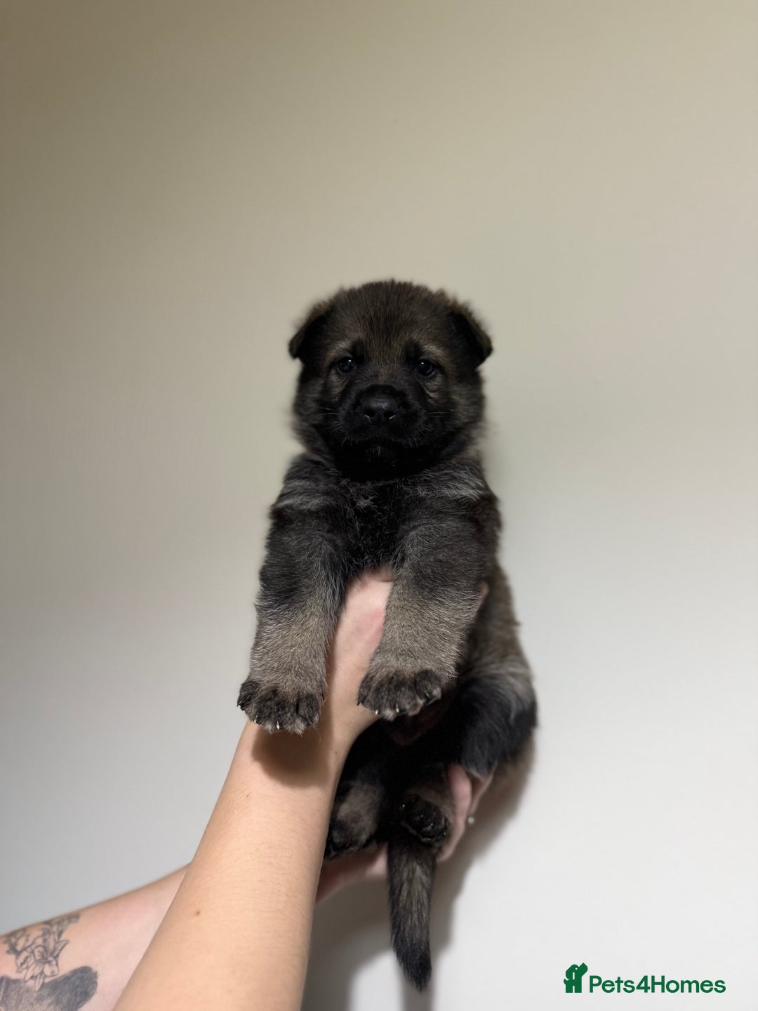 German Shepherd dogs for sale: Beautiful KC German Shepherd Puppies  - Advert 14