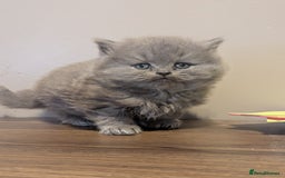 British Longhair cats for sale: British longhair kittens - Advert 6