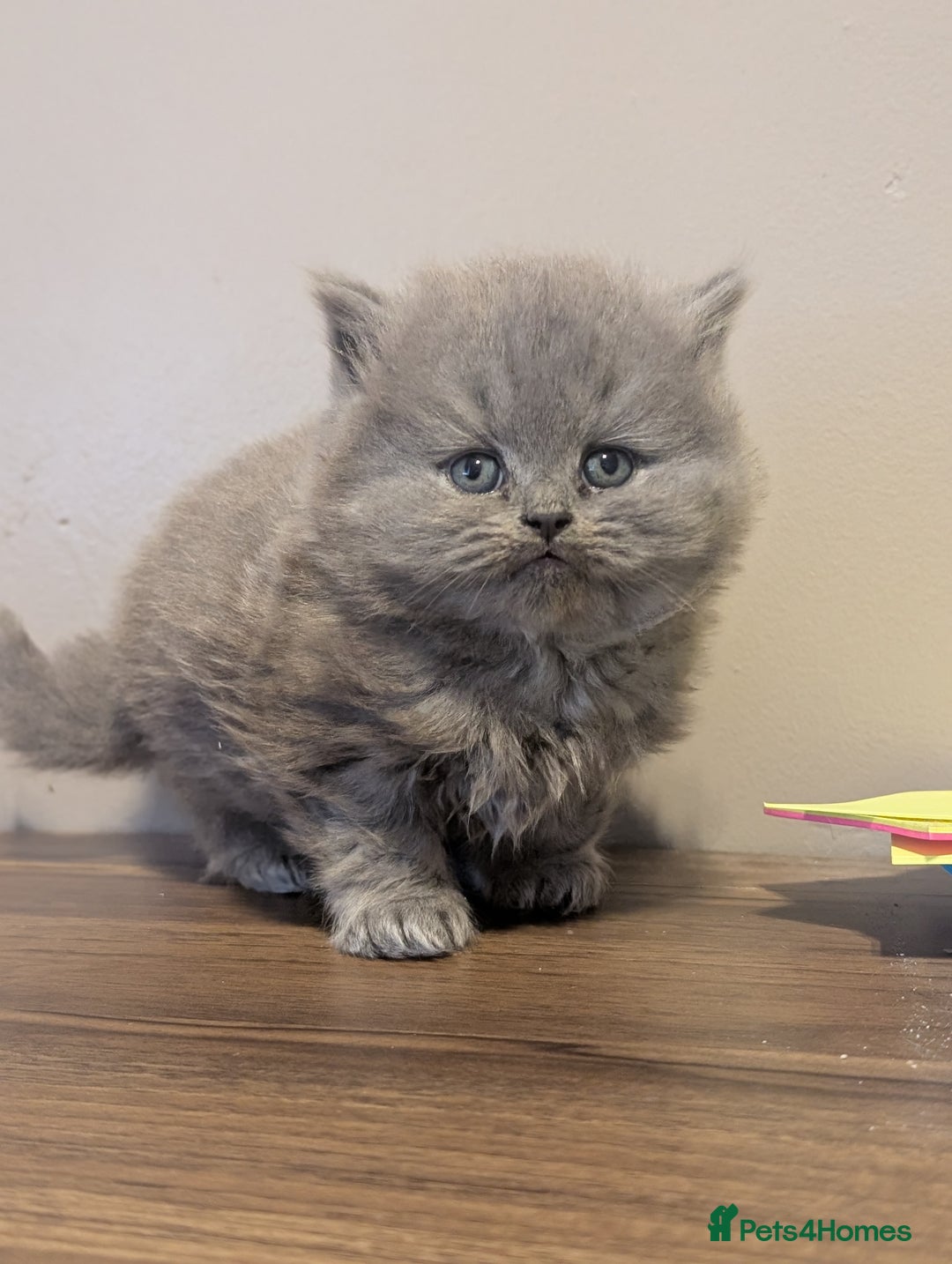 British Longhair cats for sale: British longhair kittens - Advert 6