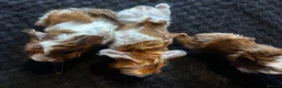 Guinea Pig rodents for sale: Babies ready 2 reserve girls&boys  - Advert 31