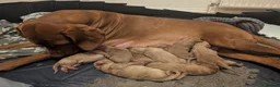 Mixed Breed dogs for sale: Hungarian Vizsla Doodle Puppies - Both Parents in Newton Abbot - Advert 3