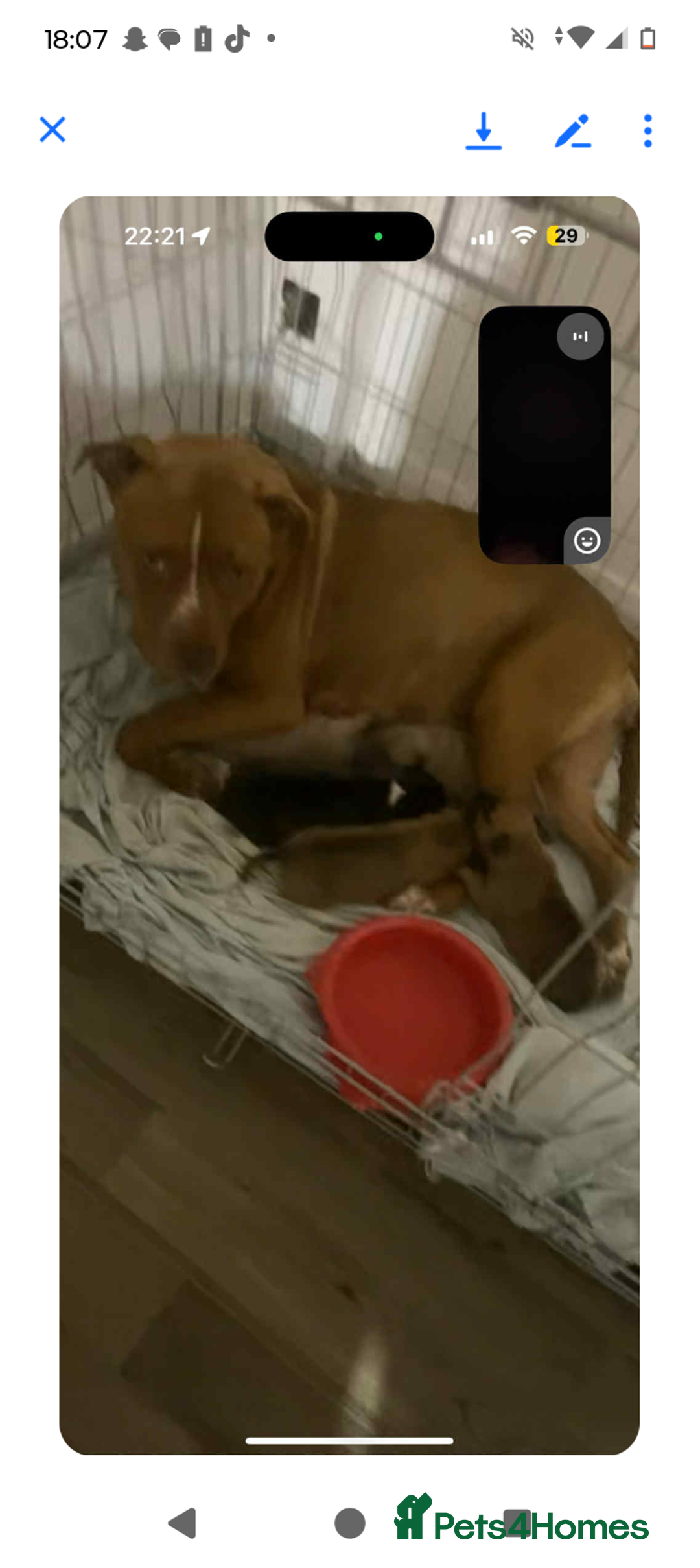 Mixed Breed dogs for sale: Little grey blue eye french bully dog /saffy - Image 3