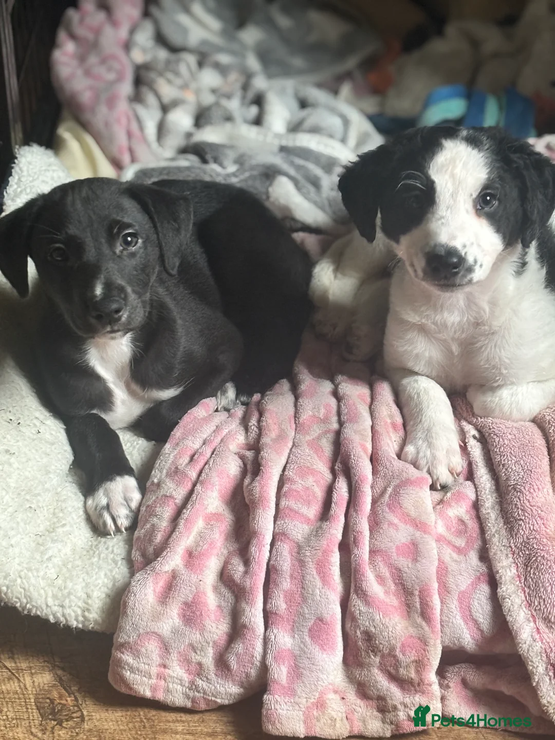 Mixed Breed dogs for sale: Whippet puppies  - Advert 1