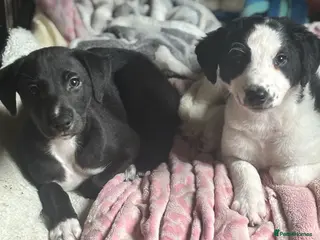 Mixed Breed dogs Whippet puppies - Advert 2