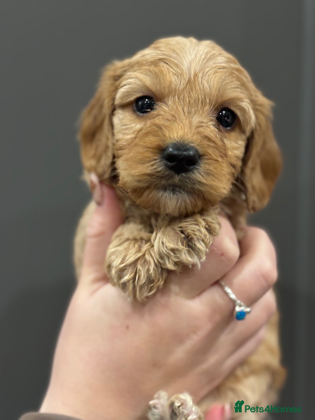 Cockapoo dogs for sale: Cockerpoo puppies - Advert 11