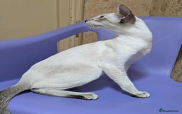 Siamese cats for sale: Siamese Kittens For Sale. - Image 22