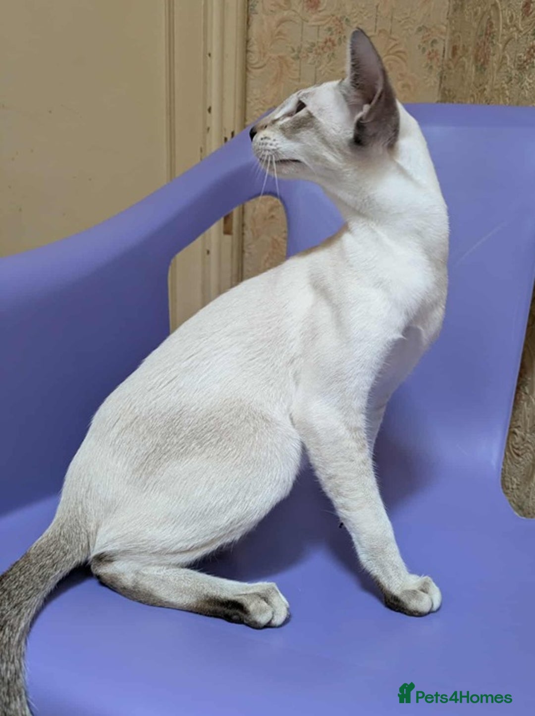 Siamese cats for sale: Siamese Kittens For Sale. - Image 22