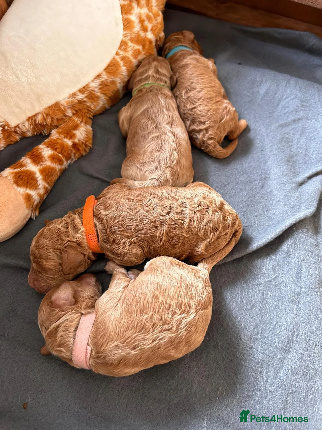 Toy Poodle dogs for stud: Proven red toy poodle For stud  ( Health tested )  in Rotherham - Advert 28